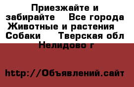 Приезжайте и забирайте. - Все города Животные и растения » Собаки   . Тверская обл.,Нелидово г.